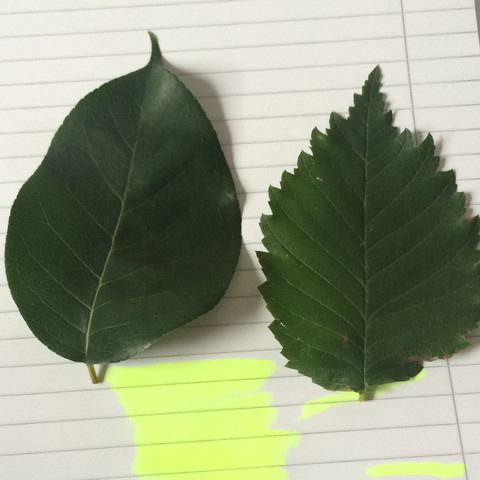 linkes Blatt ungefähr 12cm, rechtes ca 11,5cm - (Schule, Biologie, Baum)