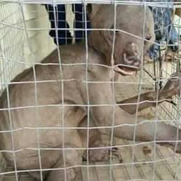 - (Tiere, Wissen, Interesse)