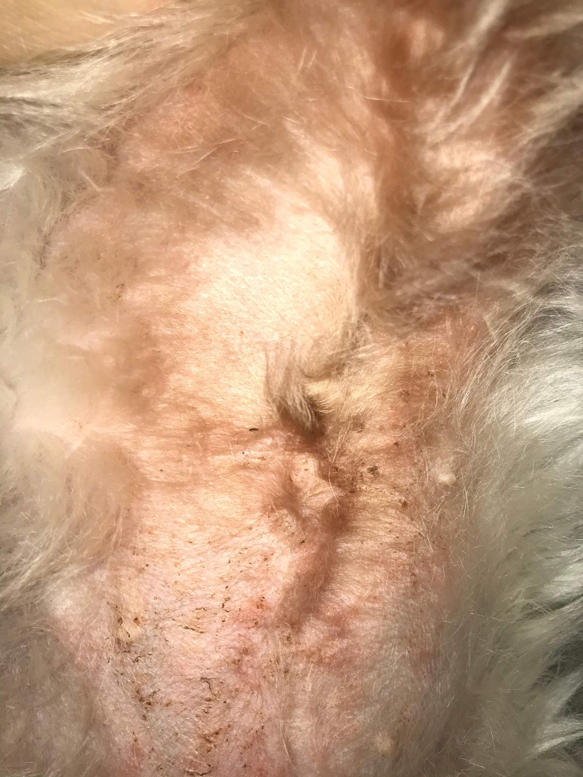 Juckreiz an meinem Hund? (Gesundheit und Medizin)