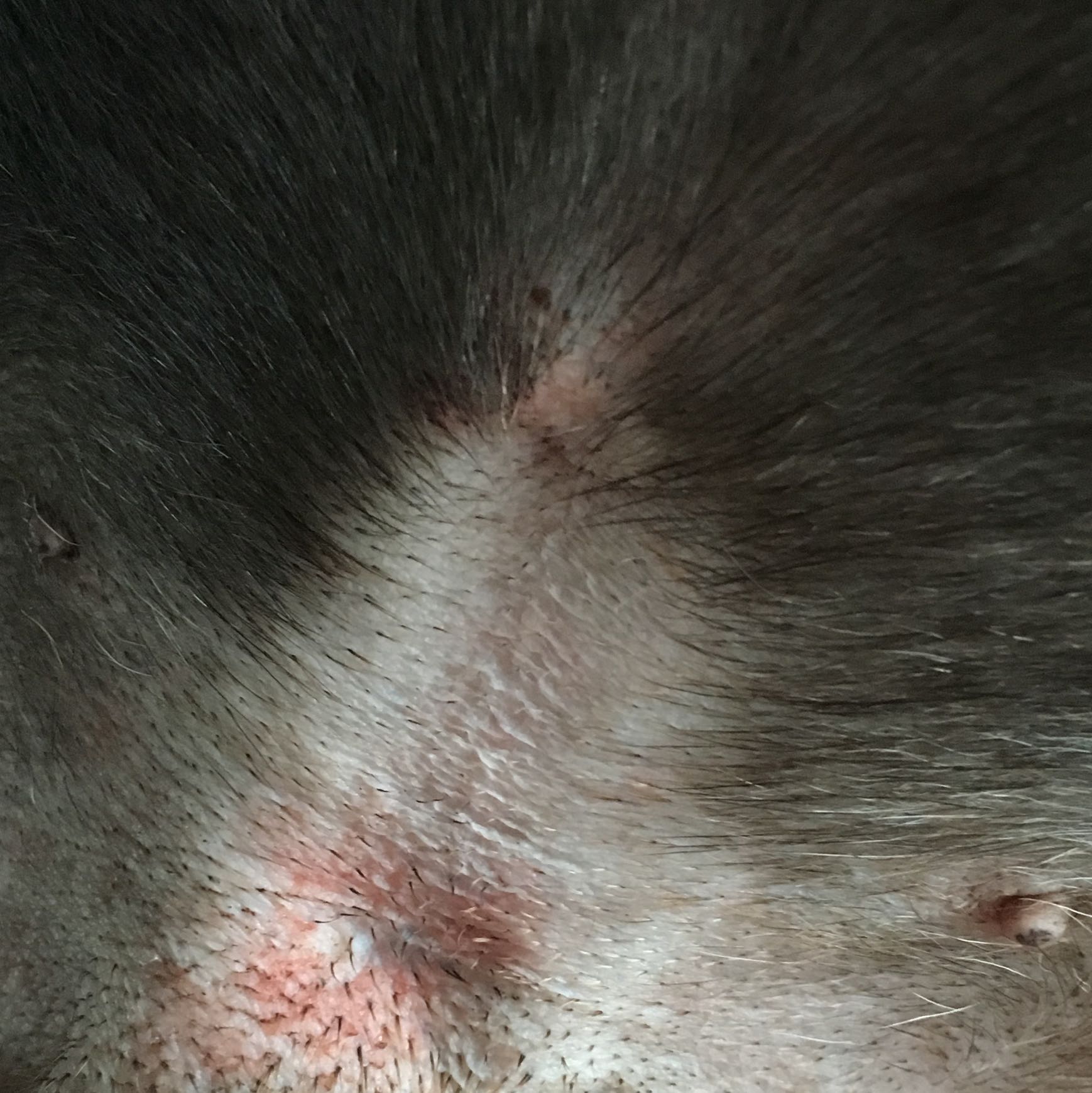 juckreiz bei franzosischer bulldogge ratlos tiere hund haut