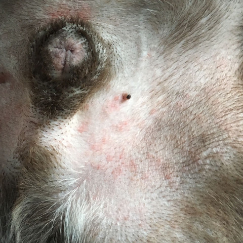 juckreiz bei franzosischer bulldogge ratlos tiere hund haut