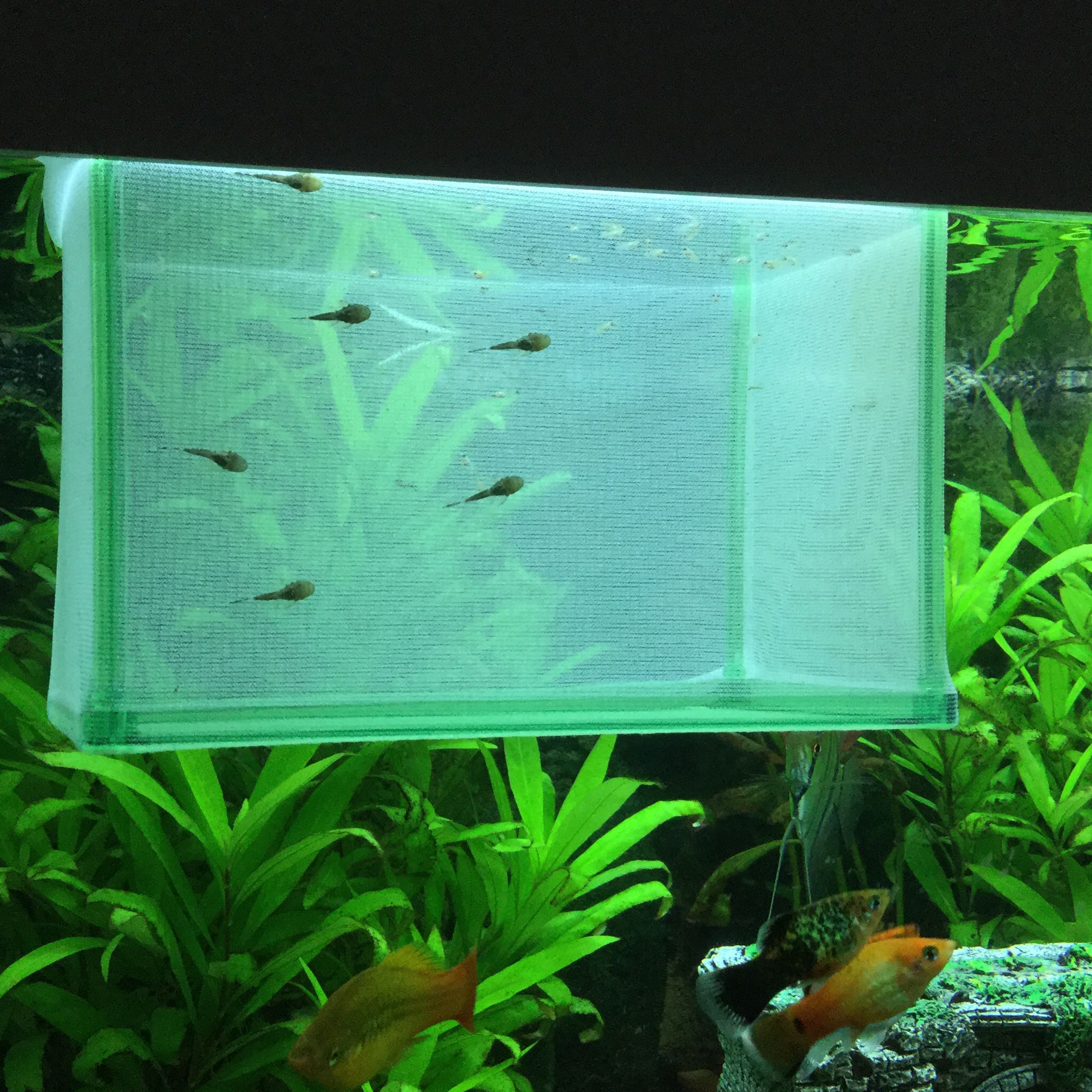 junge Antennenwelse? (Aquarium, Nachwuchs, antennenwels)
