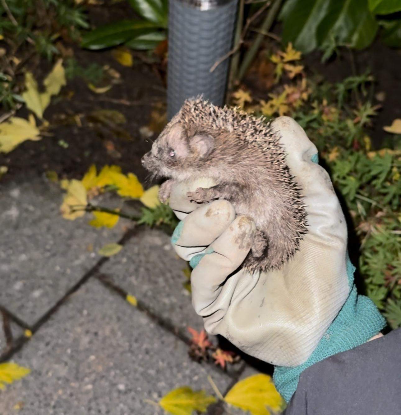 Junge Igel im Garten was tun? (Tiere, Biologie, Katze)