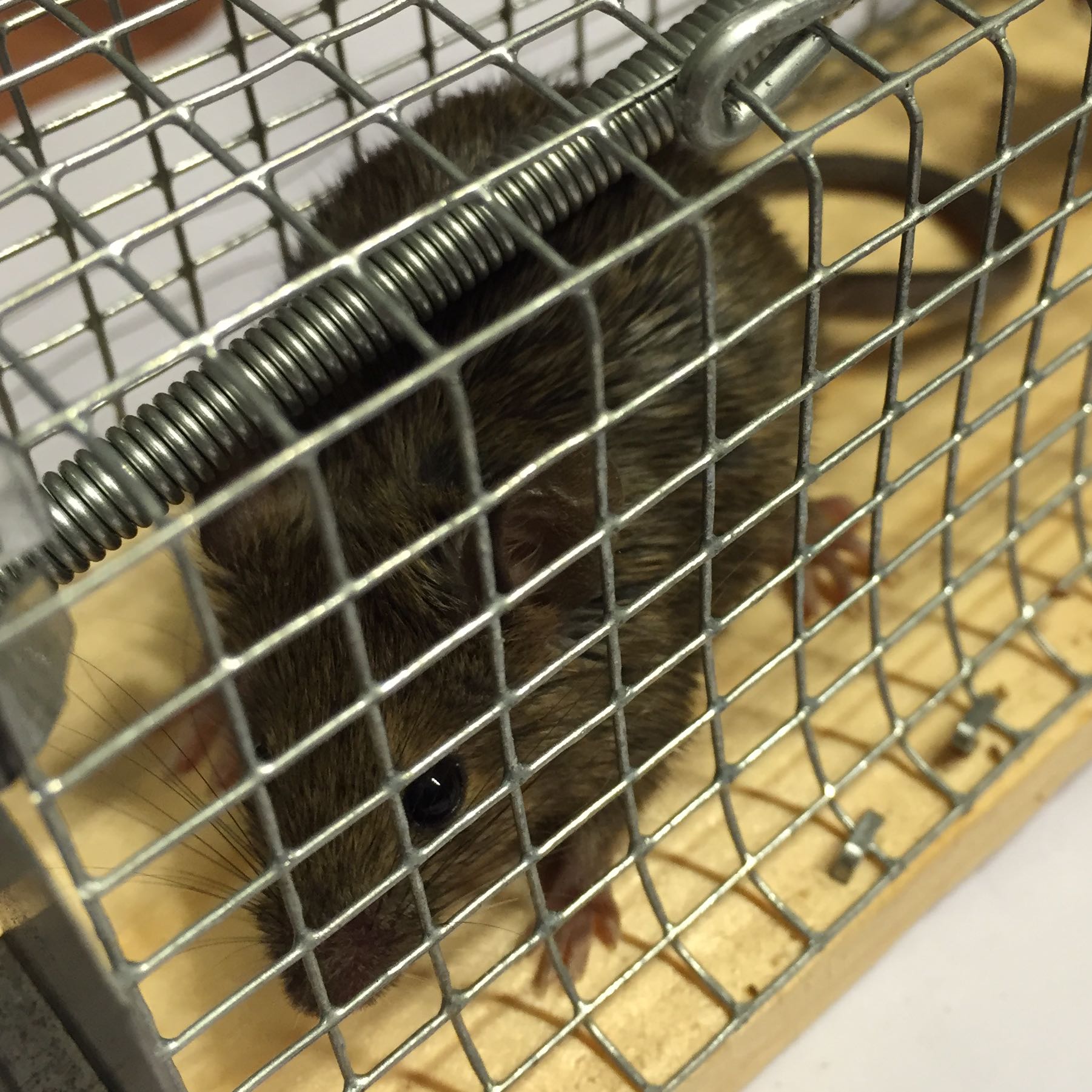 Junge Ratte oder Maus? (Ratten, Nager, Dach)