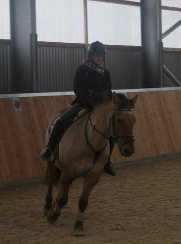 - (Pferde, Turnier, Dressur)