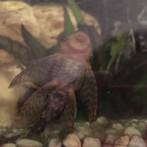 Junger Antennenwels hat dicker Bauch, ist das normal? (Fische)