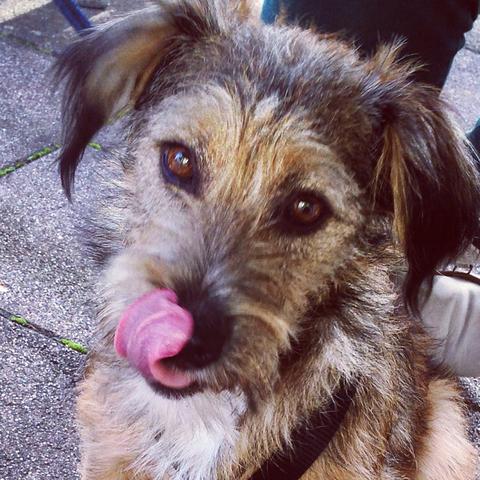 Junghund 13 Monate Alt Stubenrein Bekommen Hund