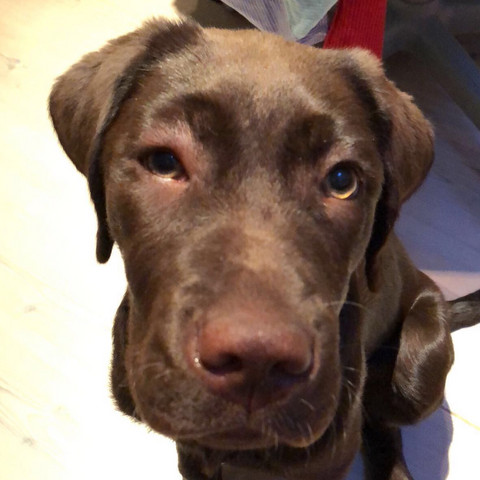 junghund welpe auge angeschwollen gesundheit und medizin gesundheit hund