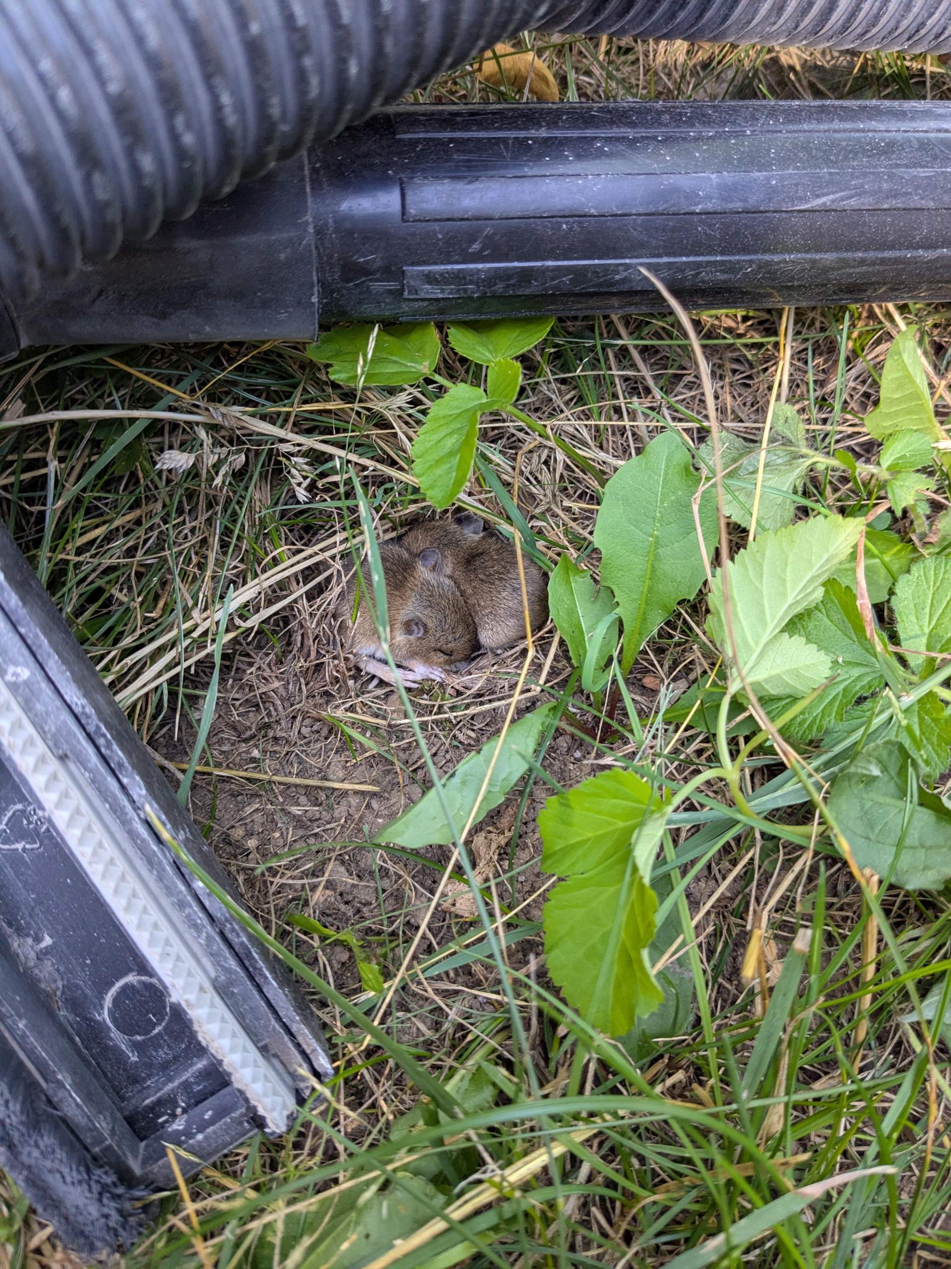 Maus Gefunden Was Tun