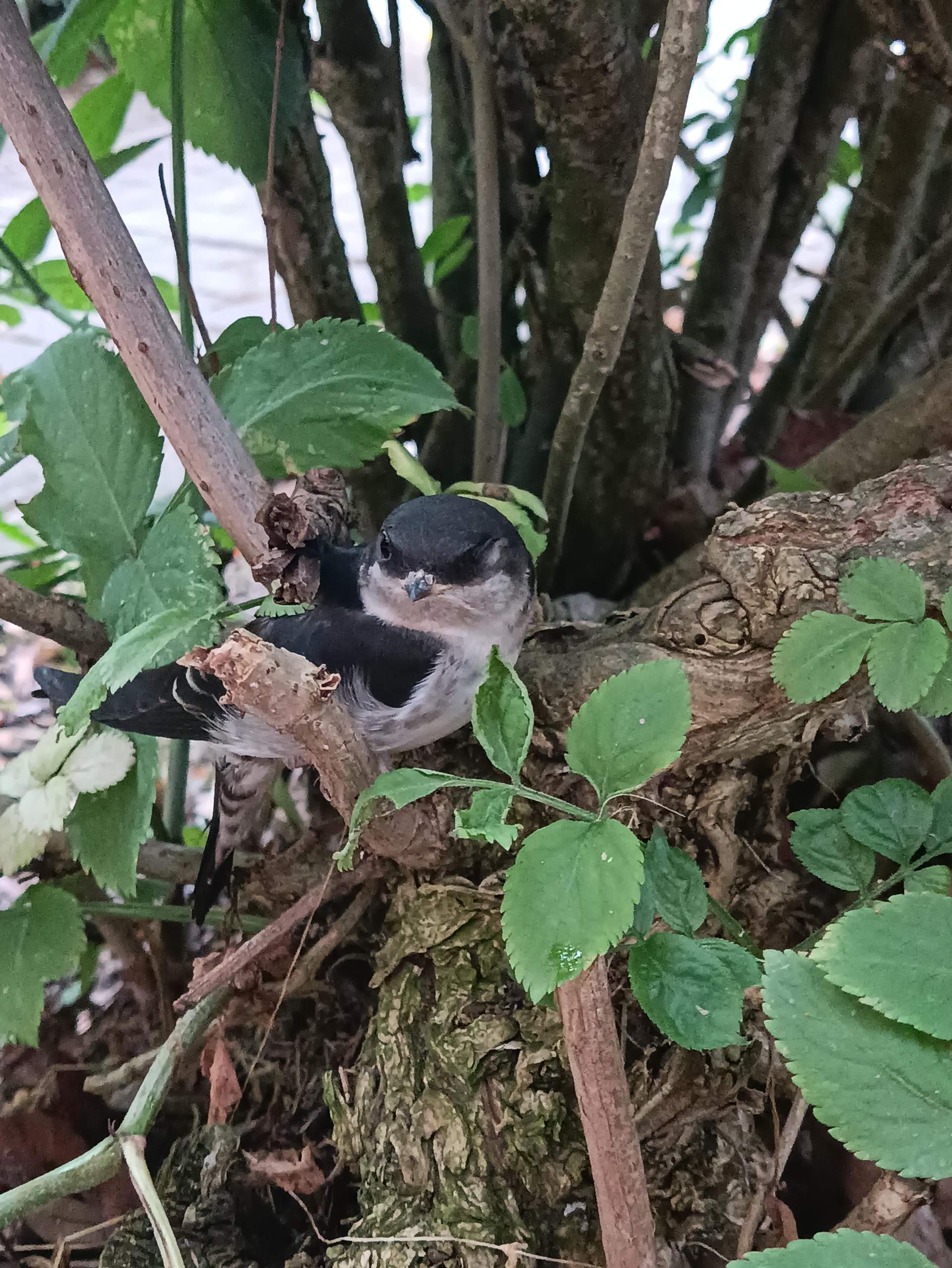 Jungvogel Oder Ausgewachsen Tiere Vögel Vogelart 8417