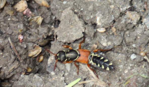 Käfer? (Insekten)