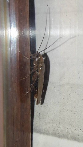 Großer Käfer 003 - (Fenster, Käfer, Feuchtigkeit)