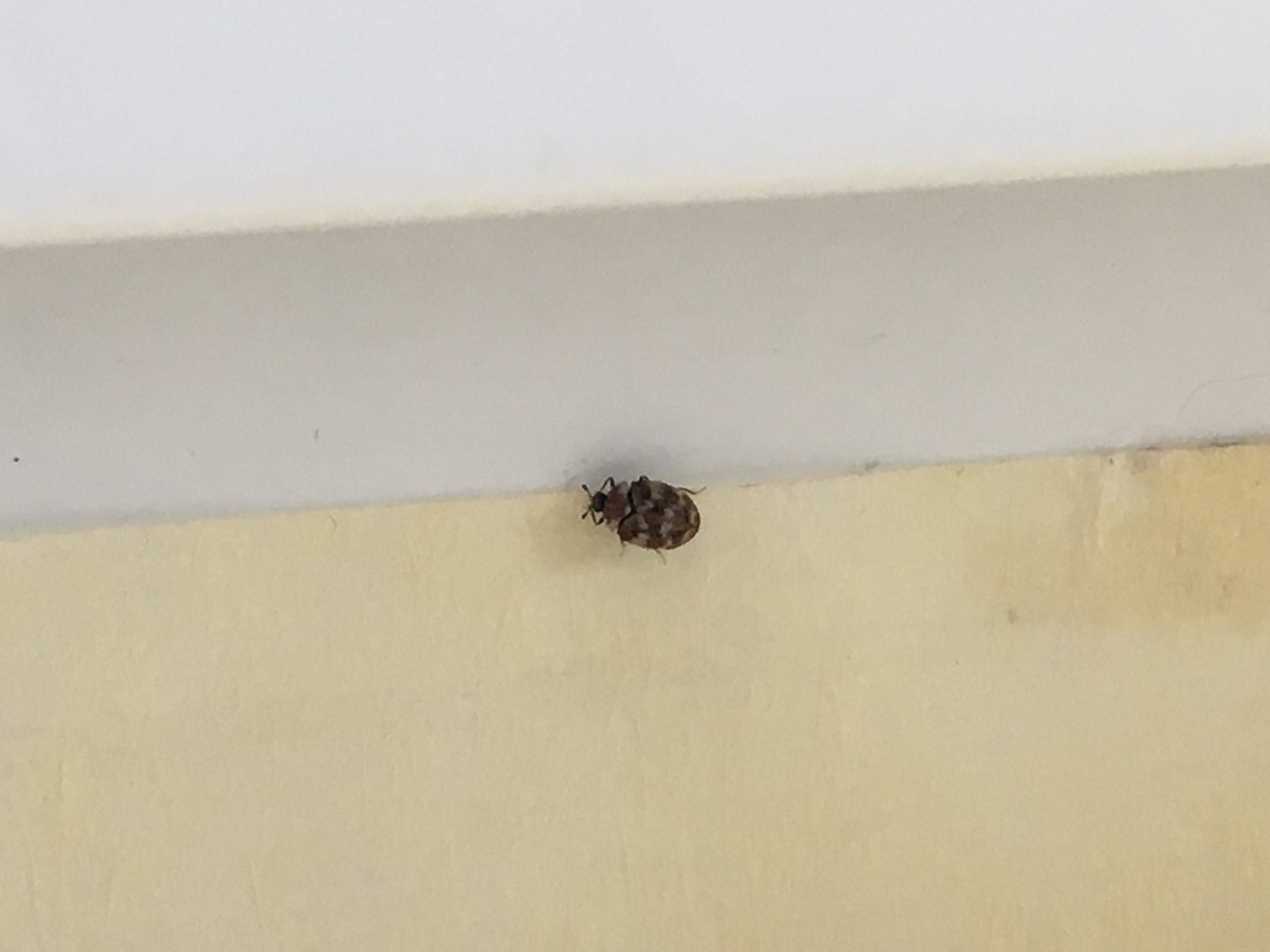 Kleine Kafer Am Fensterrahmen