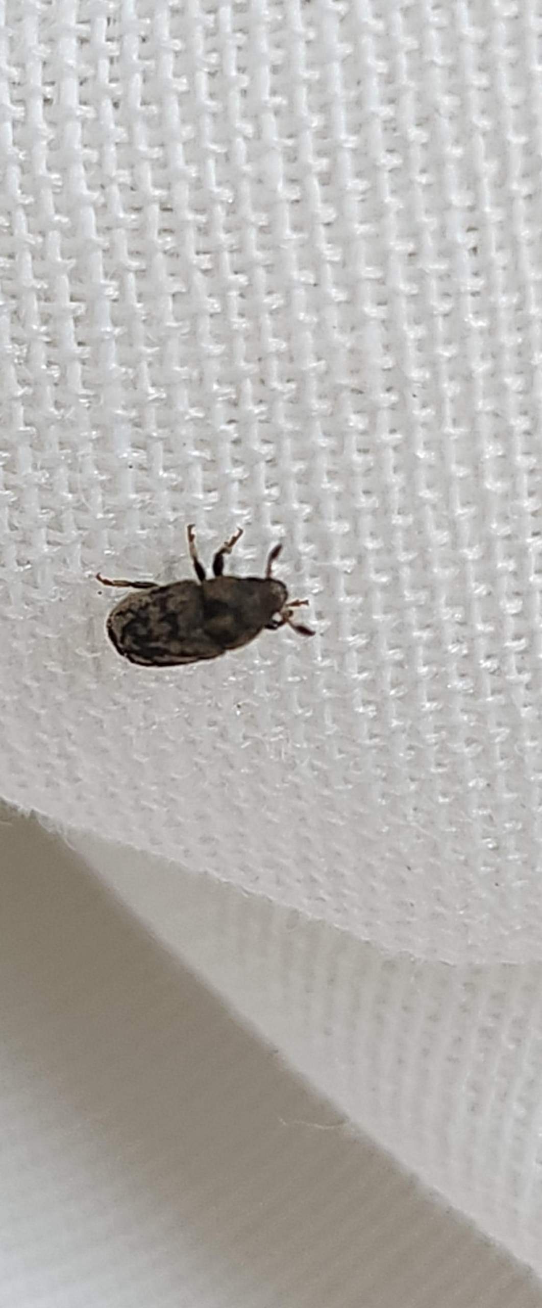 Käfer am Wohnzimmer fenster? (Insekten, Schädlinge, Ungeziefer)