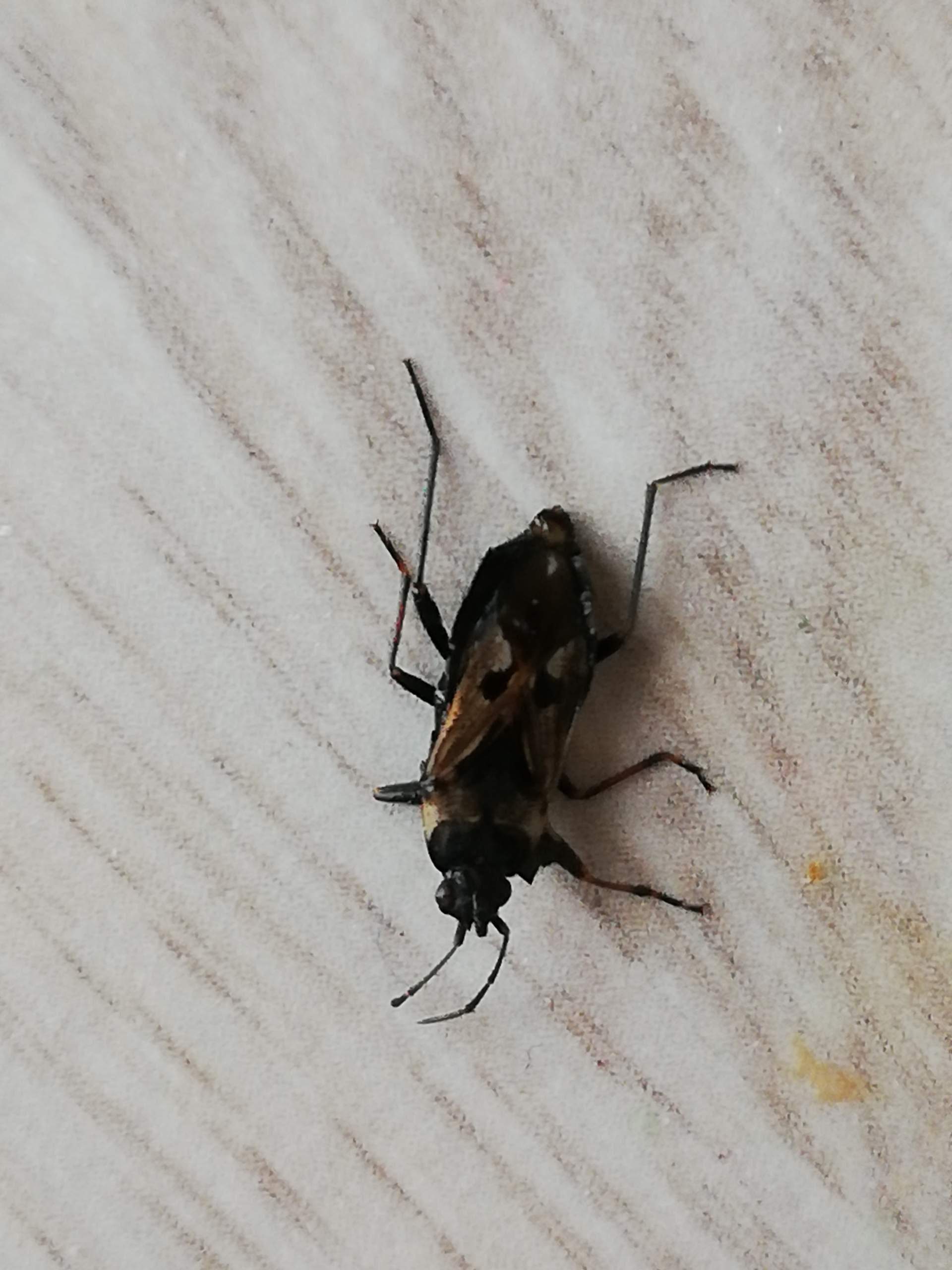 Käfer an der Wand? (Insekten, Schädlinge, Ungeziefer)