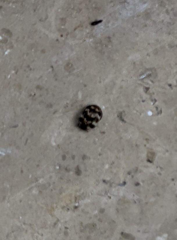 Käfer an der Wand? (Tiere, klein) Käfer an der Wand? (Tiere, klein)