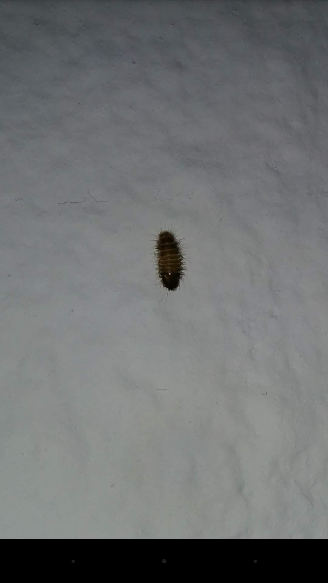 Käfer an der Wand, wer erkennt ihn? (Ungeziefer)