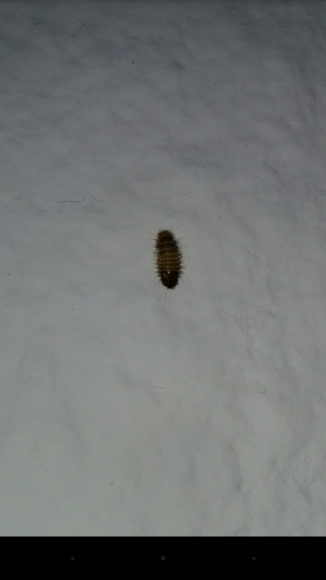 Käfer an der Wand, wer erkennt ihn? (Ungeziefer) Käfer an der Wand, wer erkennt ihn? (Ungeziefer)