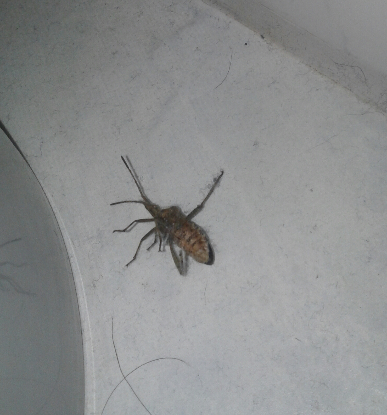 Käfer An Hauswand