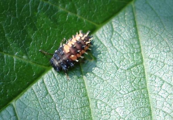Käfer auf einem Blatt - (Garten, Ungeziefer, käferbefall)