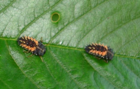 Kafer Auf Dem Kirschenbaum Garten Ungeziefer Kirschbaum