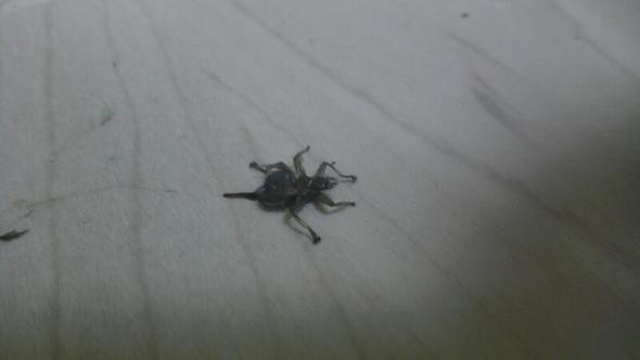 der ist schon tot - (Insekten, Kaefer, giftig)