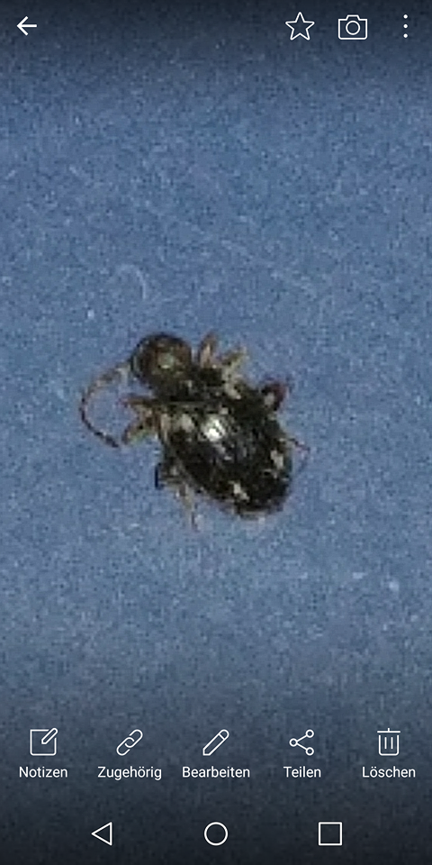 Käfer im Bad und Schlafzimmer, was kann das sein? (Insekten