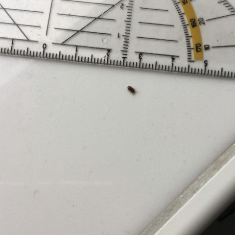 Käfer ca. 2 mm groß - (Tiere, Käfer, Badezimmer)