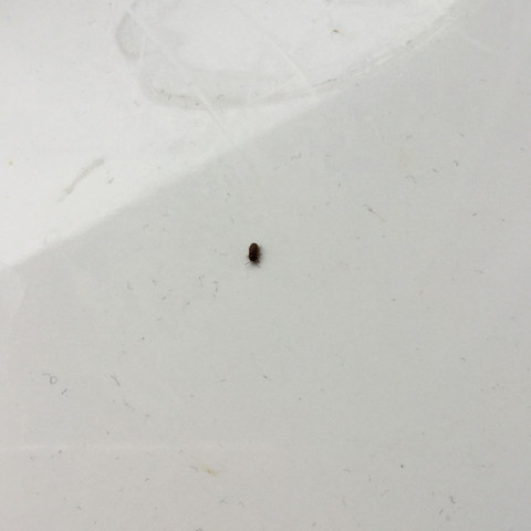 Kleine Fliegen Im Bad Kleine Fliegen Im Badezimmer 2020 05 16