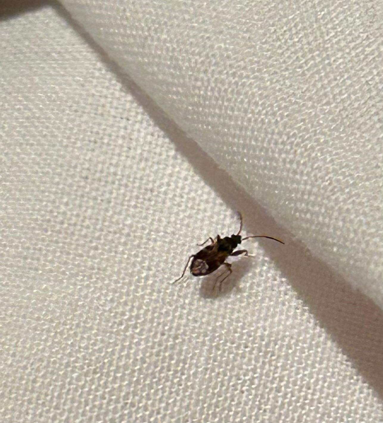 Käfer Im Bett