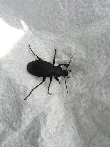 Käfer - (Insekten, Käfer)