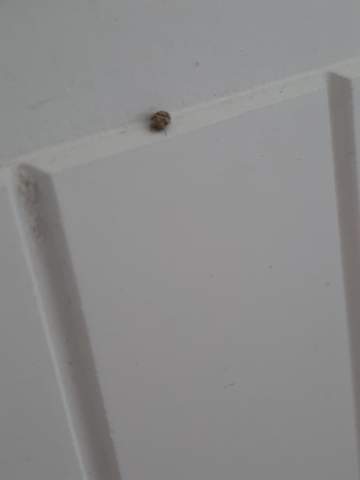 - (Tiere, Insekten, Zimmer)