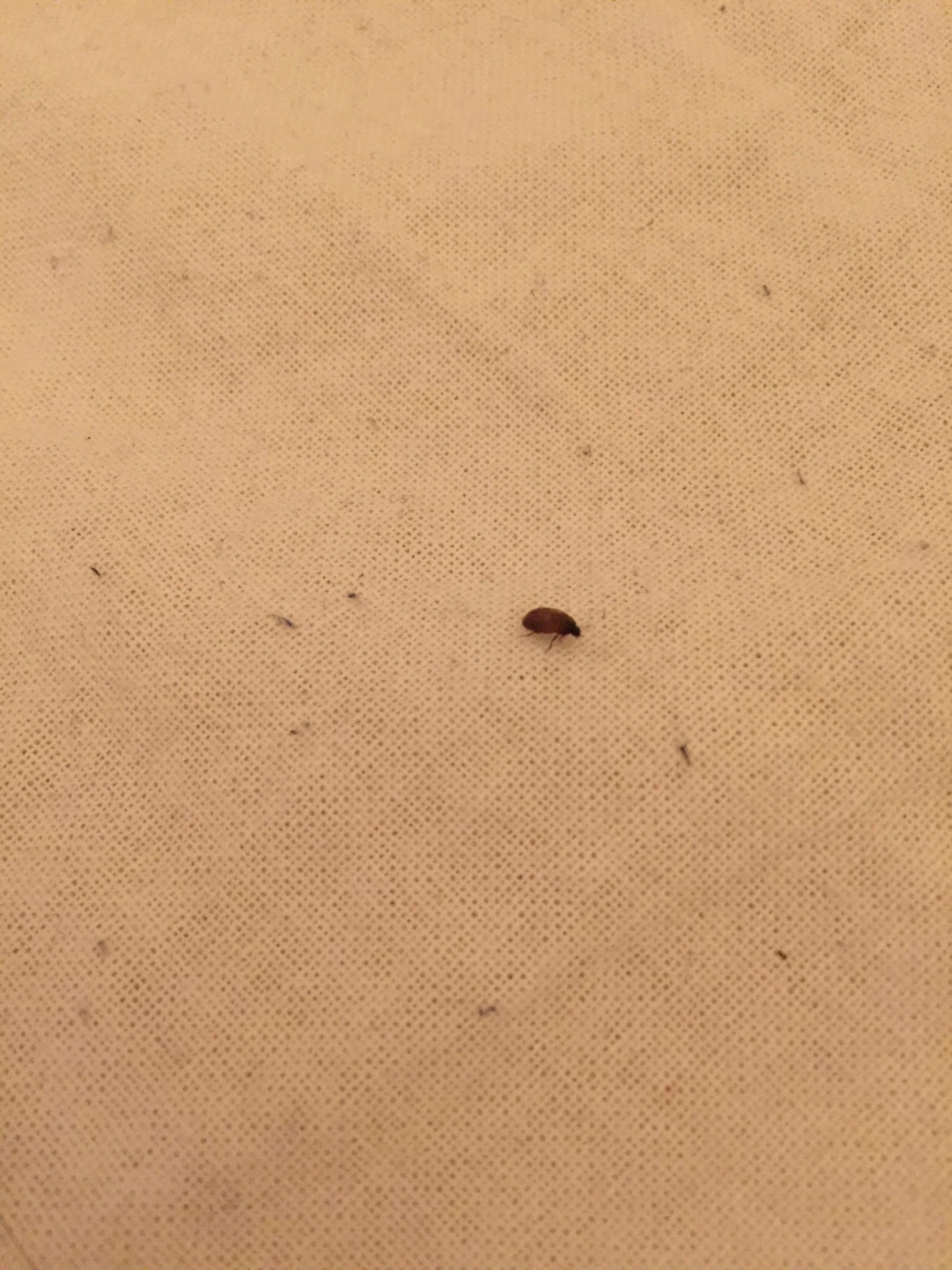 Käfer im Schlafzimmer - bitte um Rat? (Insekten, Schädlinge, Käferart)