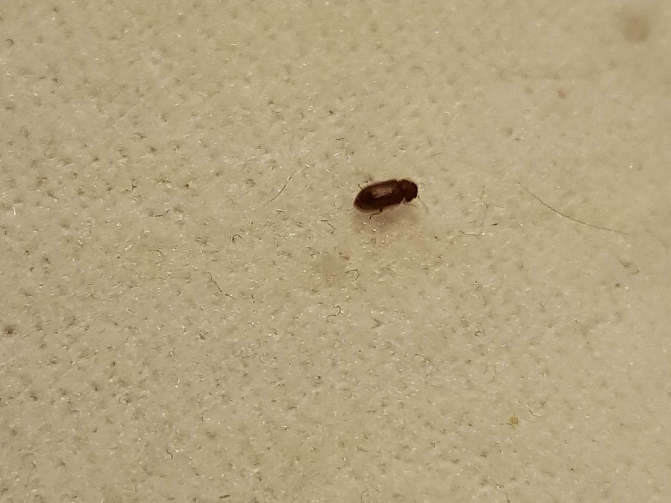 käfer im schlafzimmer - kann jemand helfen? (ungeziefer