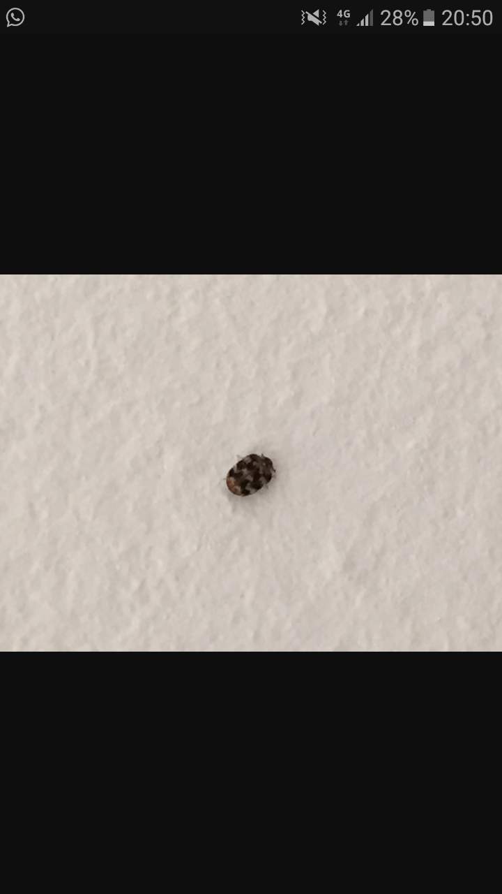 käfer im schlafzimmer ? (insekten)