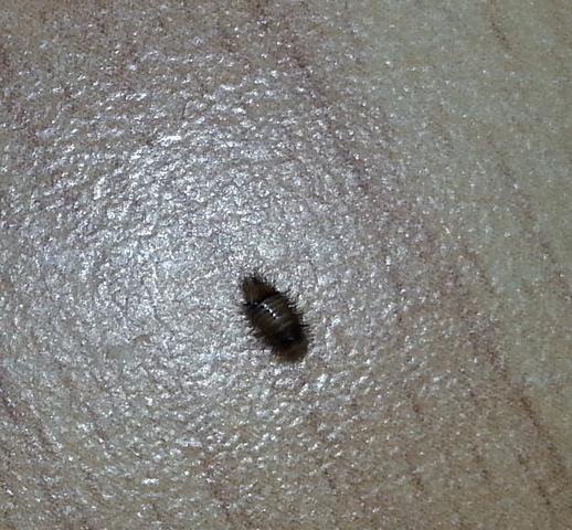 Lebendiger Käfer 1mm groß, Jetzt tot - (Käfer, Schlafzimmer, eklig)
