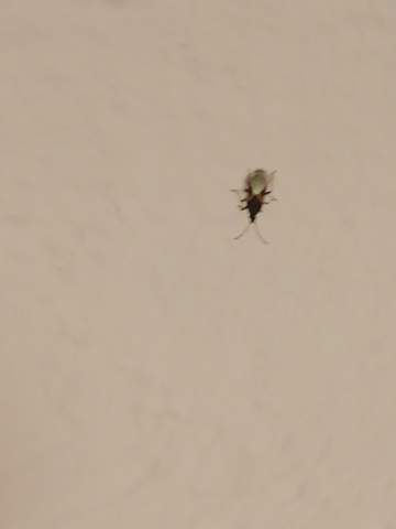 Kafer Im Schlafzimmer Was Macht Man Dagegen Kaferart