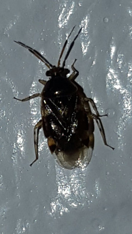 käfer1 - (Insekten, Zimmer, Käfer)