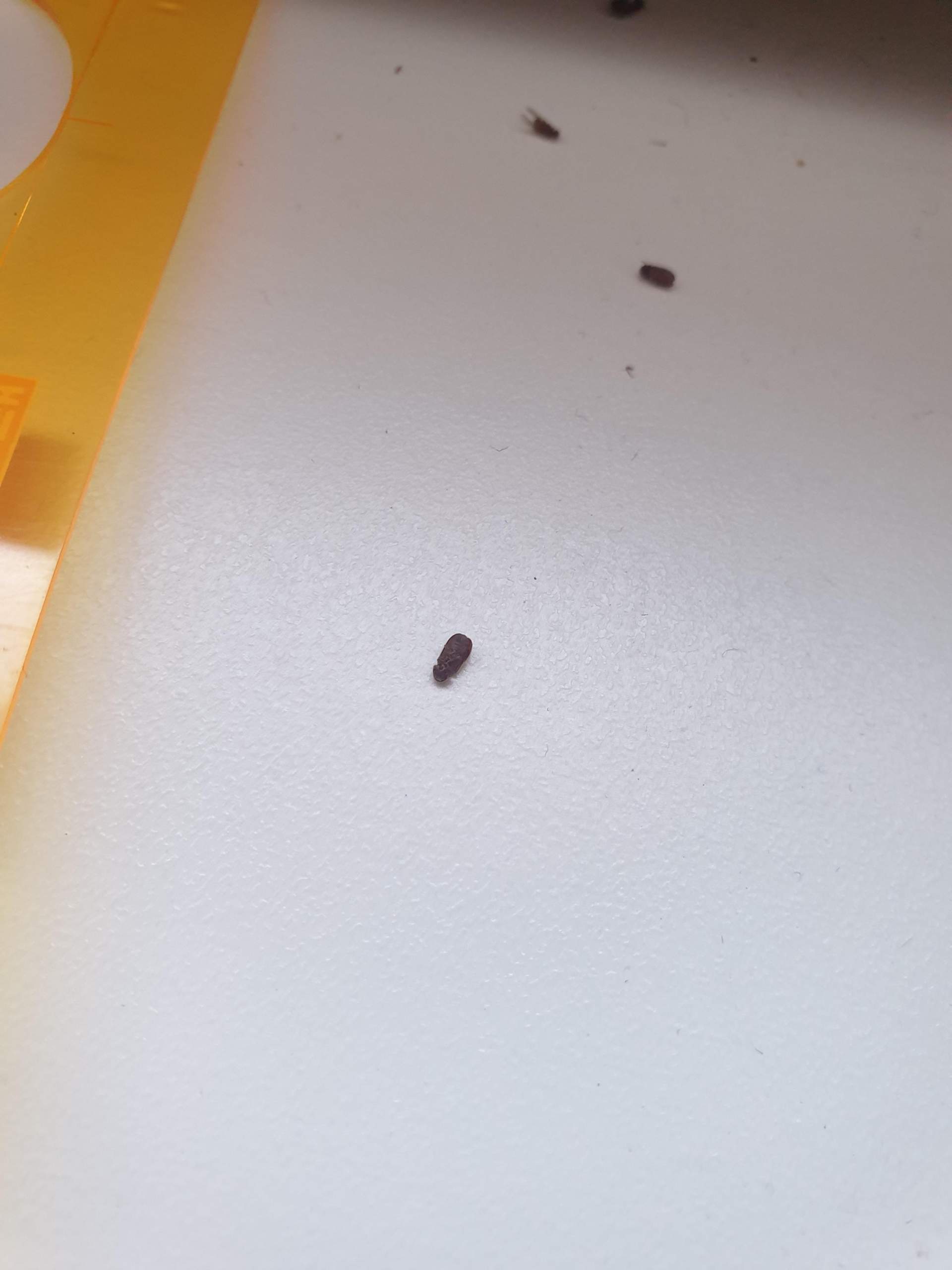 Kleine Käfer Im Zimmer