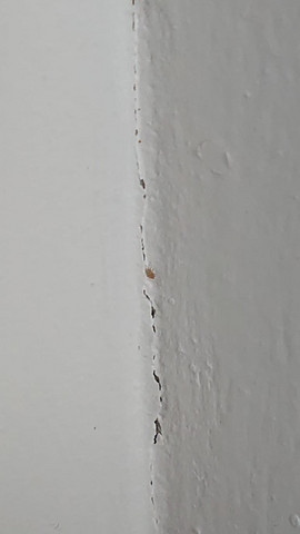 Kafer In Der Wand Im Bettbereich Insekten Ungeziefer Schadlinge