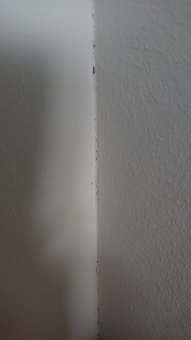 Kafer In Der Wand Im Bettbereich Insekten Ungeziefer Schadlinge