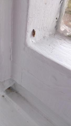 Käfer im Fenster  - (Wohnung, Schädlinge, Käfer)