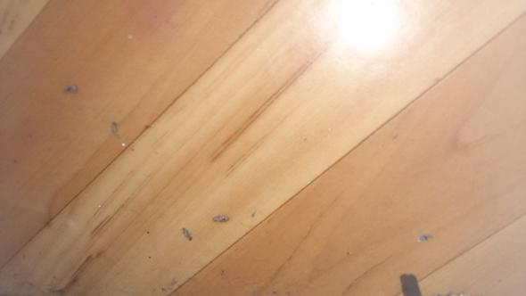 Käfer "Puppen" auf dem Boden , tot  - (Wohnung, Schädlinge, Käfer)