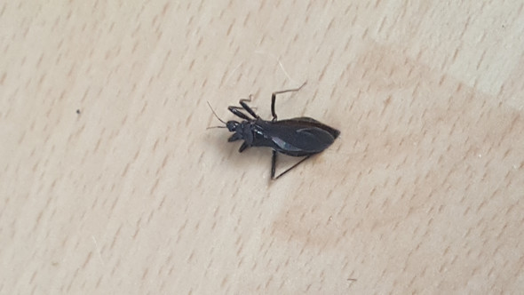 Käfer in der Wohnung (eklige, große, schwarze Käfer)? (Insekten