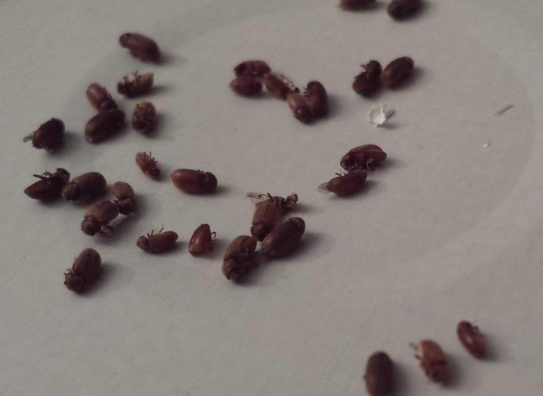 Käfer in der Wohnung was für welche und was dagegen machen