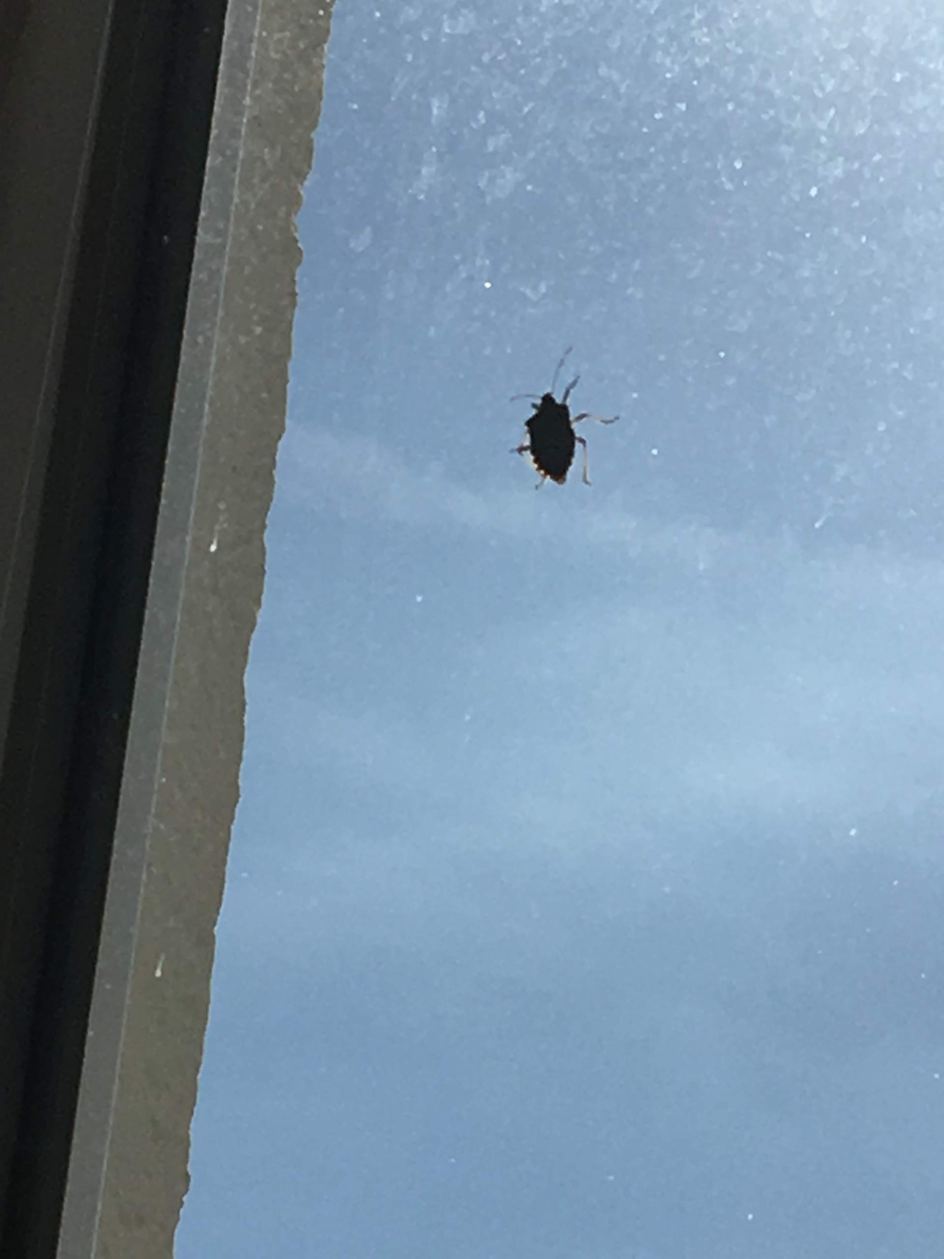 Käfer in Küche hilfe? (Schädlinge)