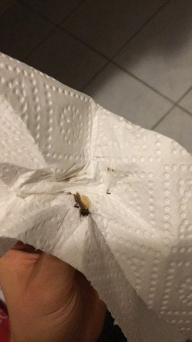 Käfer in Küche hilfe? (Schädlinge)