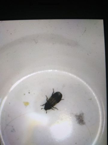 Kafer In Sofa Insekten Schadlinge Ungezieferbekampfung