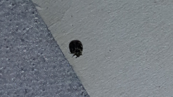 B2 - (Insekten, Kaefer)