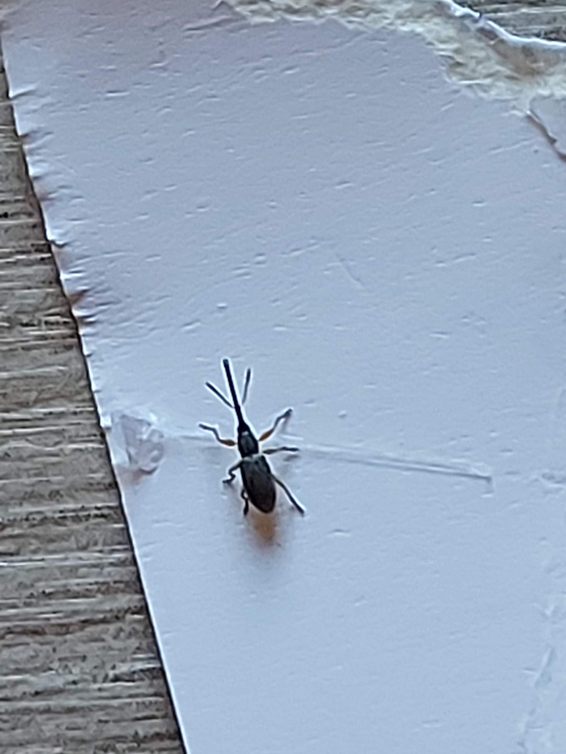 Käfer mit Rüssel am Küchenfenster weiß jemand was das für